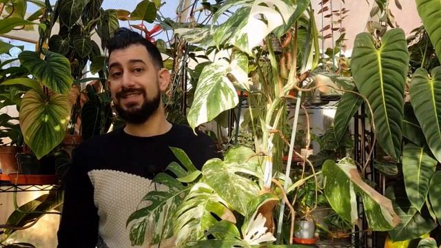 Monstera Albo Variegata Review | 3 Years Later | Is The Variegated Monstera Worth The Hype