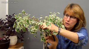 Плетение косичкой фикуса Бенджамина (ч.6).