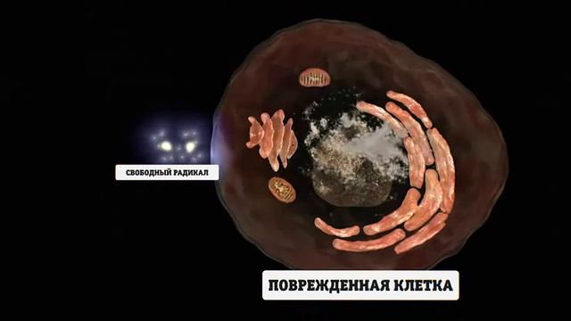 Радикал+Клетка смотреть онлайн