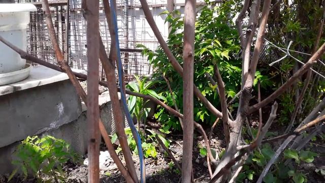 Как обрезать Инжир. Уход за Инжиром. Растет ли Инжир на улице смотреть онлайн