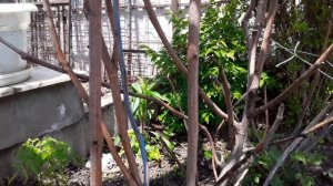 Как обрезать Инжир. Уход за Инжиром. Растет ли Инжир на улице