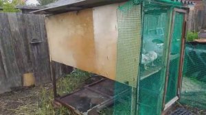 Клетка для цыплят своими руками/бройлеры/жизнь в деревне