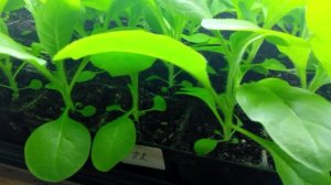 Табак 2022. Май. Результат эксперимента