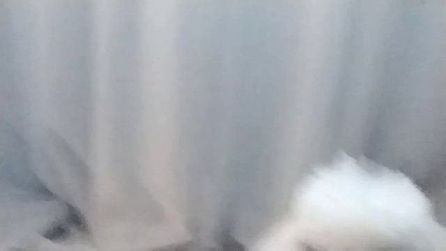 2 собака у меня пудель 🐩 смотреть онлайн