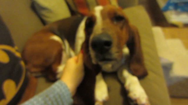Family Fur Babies Vlog!!! смотреть онлайн