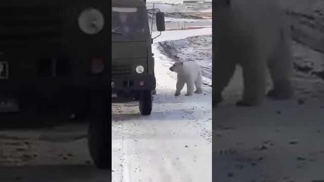 Забавные животные. Белые медведи оккупировали грузовик с мусором и шофером. смотреть онлайн
