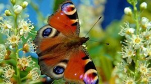 От улыбки станет всем светлей :-)