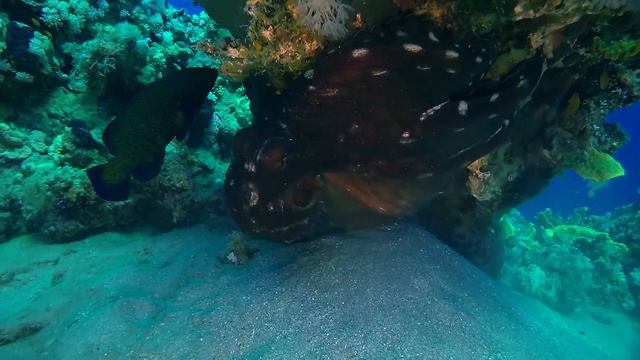 Octopus hunter /Red Sea / EGYPT / diving / Красное море /Египет/дайвинг в Дахабе/ GoPro 4 смотреть онлайн