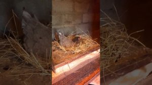 Первое яйцо у доминантов.