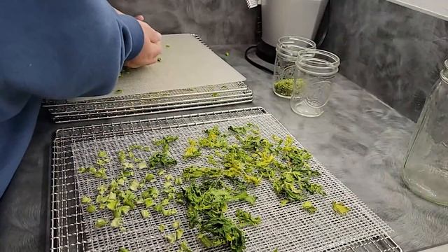 Don't Let Celery Languish in your Fridge again! Dehydrated Celery | Whatever Seasoning смотреть онлайн
