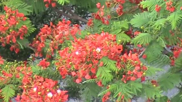 Delonix Regia Film - Flamboyant Tree or Royal Poinciana смотреть онлайн