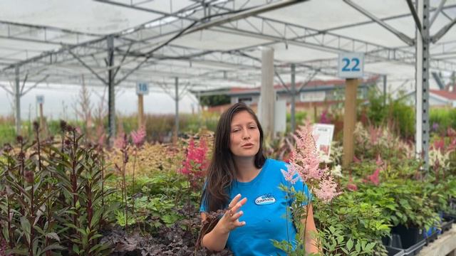 Astilbe - A Shade-Loving Perennial смотреть онлайн