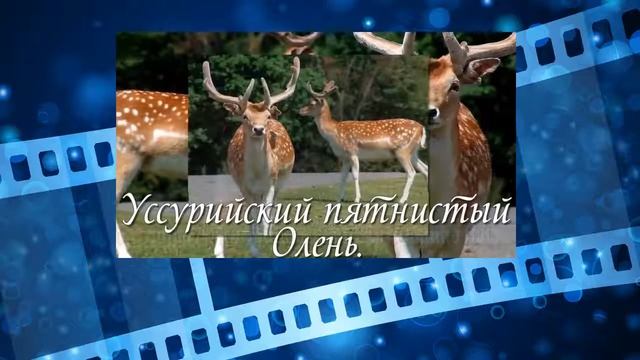 Животные Красной Книги. Red Data Book of Animals смотреть онлайн