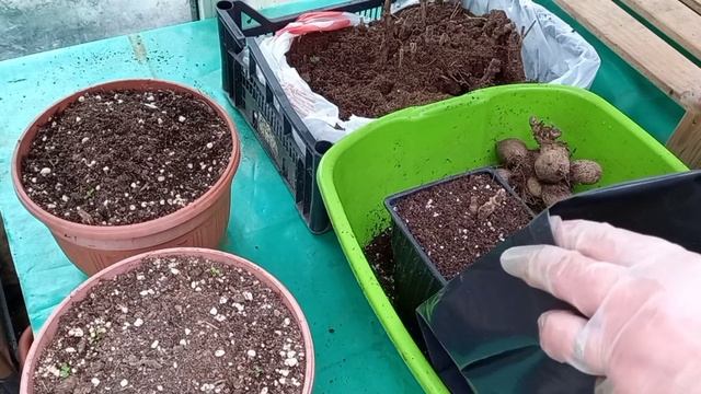 Высаживаю георгины низкорослые для цветения в мае. смотреть онлайн