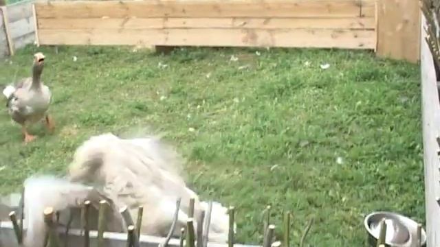 Знаменитые Арзамасские гусиные бои смотреть онлайн