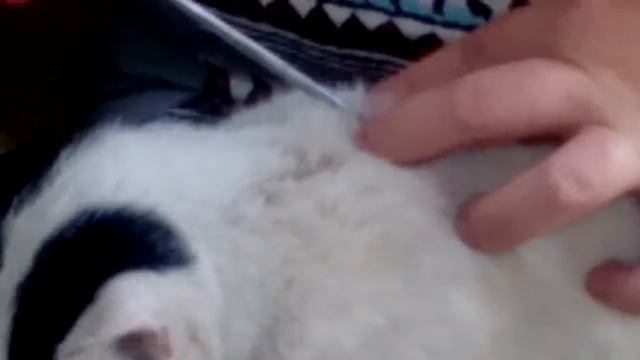 50 клещей набумажке. С одного кота, самый жирный клещ!!! смотреть онлайн