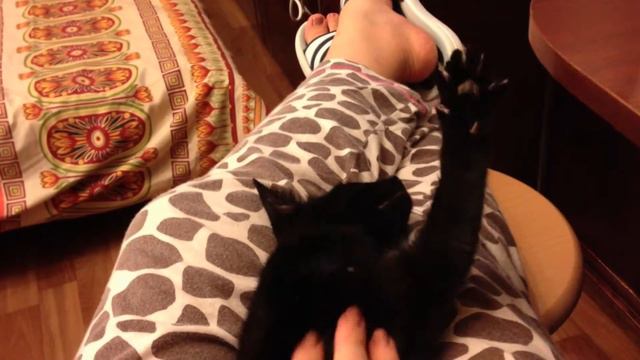 Тоша плавает / Tosha cat смотреть онлайн