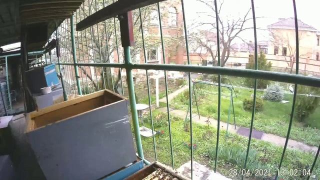 Пчелопакетами взять майский мёд 2021.Пересадка пчелопакетов Джубги,расширение,развитие Белую Акацию смотреть онлайн