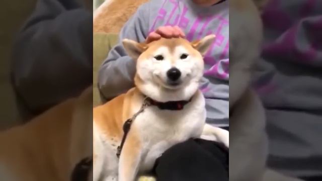 Best Funny Animal Videos 2022 😺 - 😺 102 That Will Make You Smile 884 смотреть онлайн