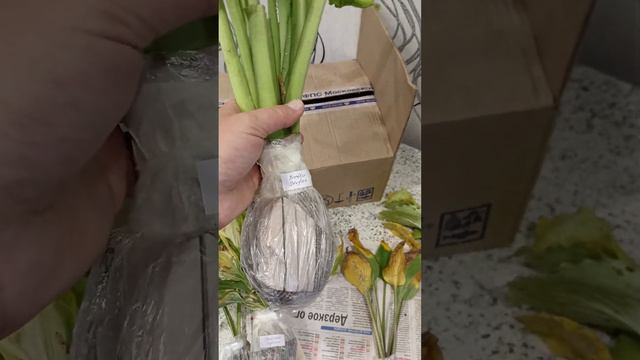 Хосты распаковка, от коллекционера🥰❤ смотреть онлайн