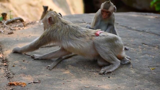 Baloon mom don't take care her newly baby. Just newborn baby monkey смотреть онлайн