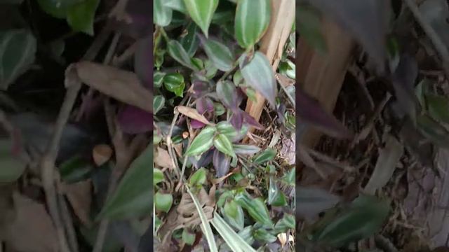 Lambari-Roxo/(Tradescantia pallida purpurea)[Ler Descrição] смотреть онлайн