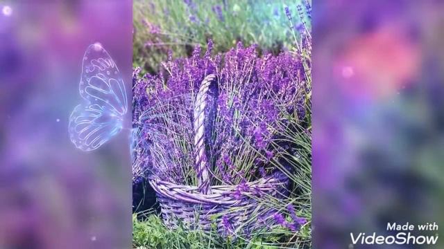 Красота лаванды 💞💖🦋🕊🌹🎈🌟 смотреть онлайн