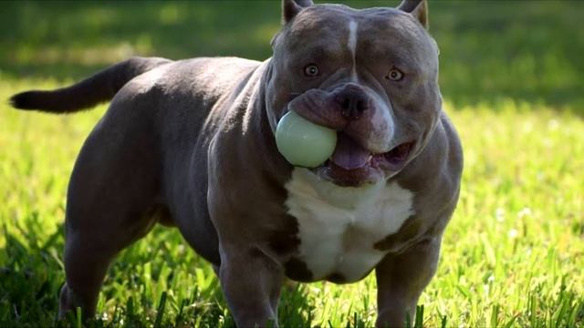 Американский Булли смотреть онлайн