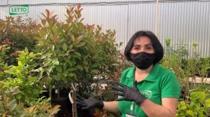 Фотиния в ландшафтном дизайне