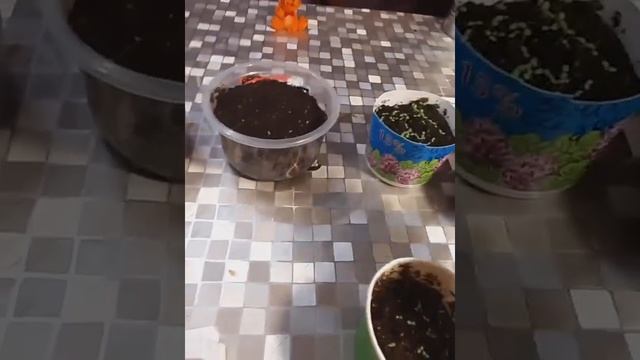 О посеве ремонтантной земляники. #рассада #земляника смотреть онлайн