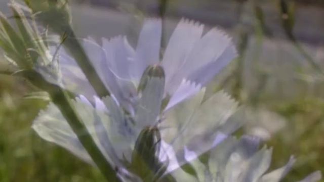 Брянские каникулы смотреть онлайн