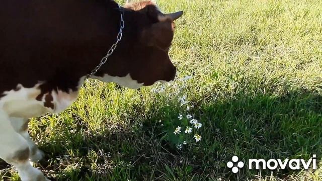 8 октября)Копаю картошку,ловим мышь( Жизнь в Селе смотреть онлайн
