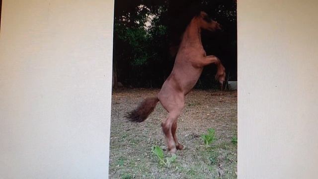 ✅Сколько сегодня стоят самые дорогие и красивые лошадки? смотреть онлайн