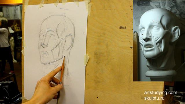Рисунок экорше головы, 1 часть смотреть онлайн