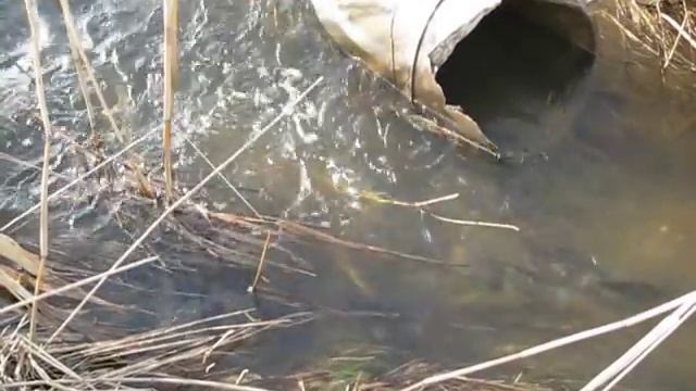 Карась идет на нерест 1 смотреть онлайн