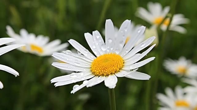 #Alstroemerias #Calla Lilies #Carnations #Daisies #Gardenias #Gerbera Daisies #Lilies #Orchids #Ros смотреть онлайн