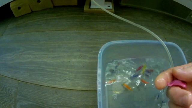 Тернеция GloFish. Подготовка производителей и посадка на нерест.