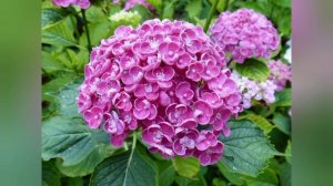 Лучшие зимостойкие сорта гортензии крупнолистной