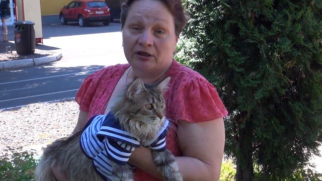 Отзыв о применении Lactis Zoo. Питомник Мейн кунов 2 смотреть онлайн