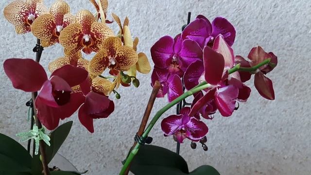 ‼️ОБРАБОТКА ОРХИДЕЙ ОТ ВРЕДИТЕЛЕЙ. 100% РЕЗУЛЬТАТ С ПЕРВОГО РАЗА‼️ смотреть онлайн