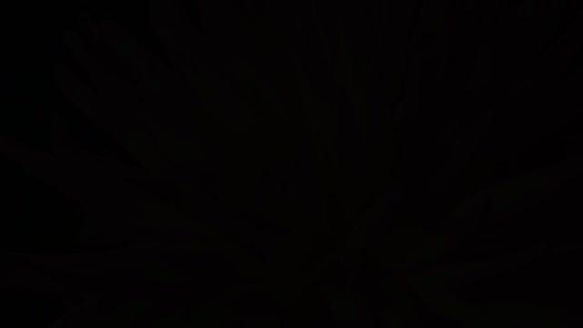 Цветение лилиЙ..mp4