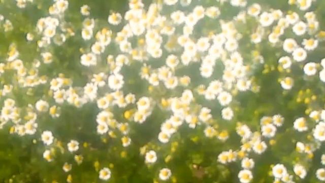 СКОЛЬКО МНОГО РОМАШЕК 💐 смотреть онлайн