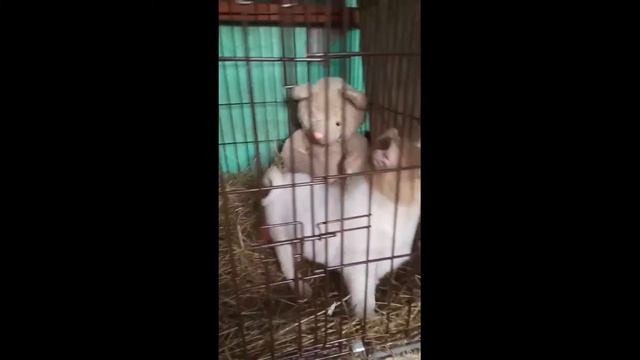 Миранда ищет дом. Приют для животных - Боровичи. смотреть онлайн