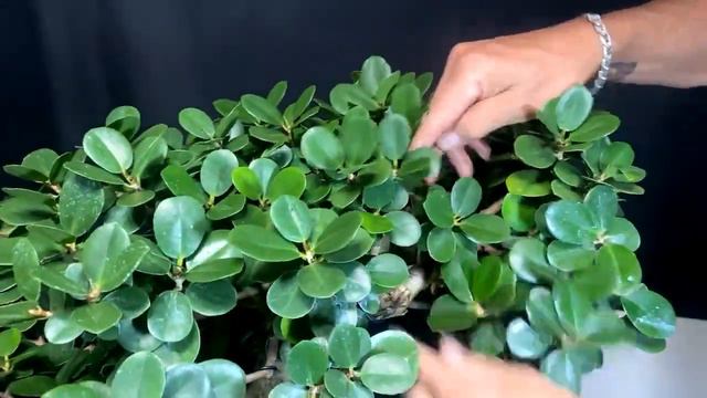 Facebook Live Ficus Green Island