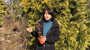 Морозник восточный Double Ellen Red | любимый первоцвет