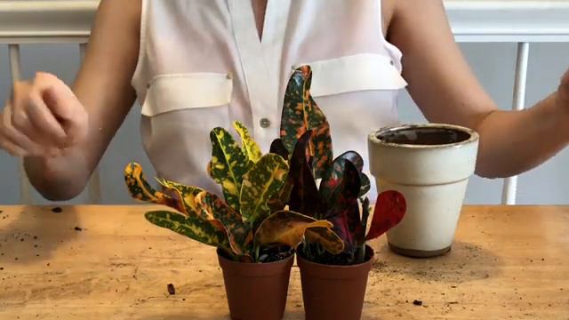 Croton Repotting - ASMR fast tapping - no talking смотреть онлайн