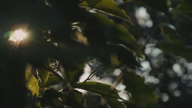 Relaxing Piano Music for Writing – Here to Stay смотреть онлайн
