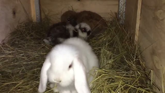 Карликовый баран кролики смотреть онлайн