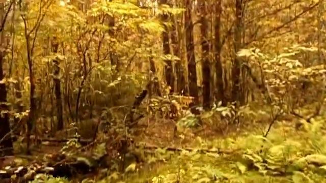 Золотая охотничья осень. Музыкальная тема осеннего леса. смотреть онлайн