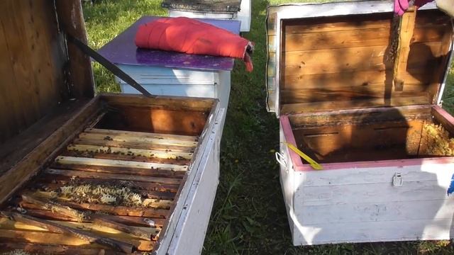 ПЕРЕСЕЛЕНИЕ СЕМЬИ... КОСИМ ТРЫН-ТРАВУ) смотреть онлайн